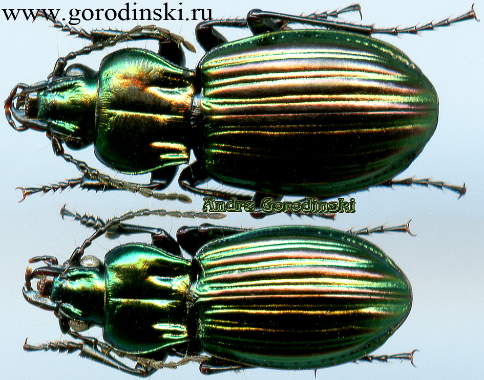 http://www.gorodinski.ru/carabidae/Aristochroa cf. sciakyi.jpg